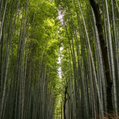 依托经营和储备底蕴 鑫苑集团各地项目国庆劲销